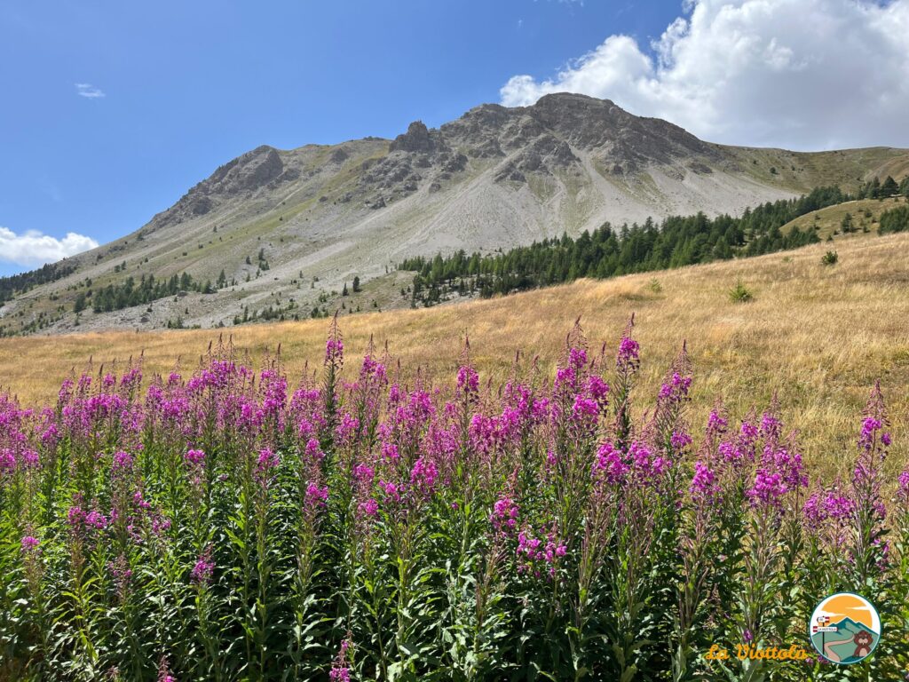 Alpi Francesi fiori
